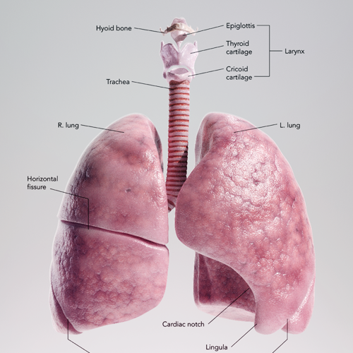 A rendering of a 3D model of the human lungs, trachea, and larynx, with anatomical structures labeled.
